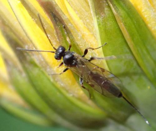 Cremastinae